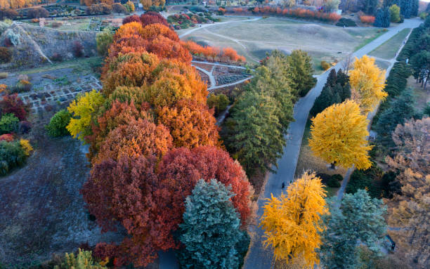 istock Bright colorful autumn forest and meadow at dawn. Drone view 1421700243