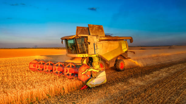 istock Cereal harvest, harvester harvests in the field. 1421701427