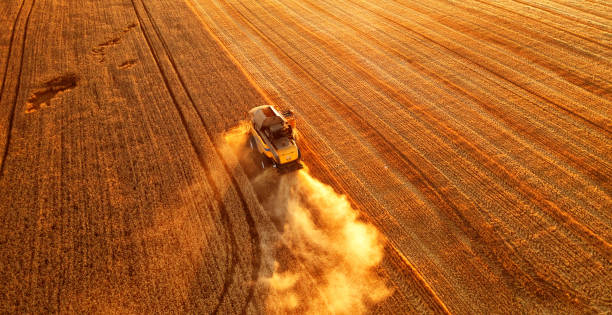 istock Cereal harvest, harvester harvests in the field. 1421701438