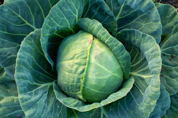 istock Fresh green cabbage, vegetarian food, natural background. 1421701736