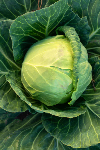 Fresh green cabbage, vegetarian food, natural background.