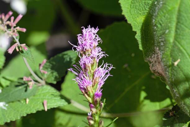 istock Dense blazing star, Liatris spicata 1421703248