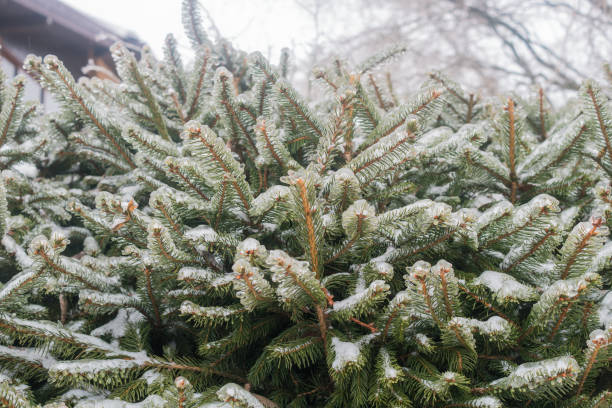 istock Icing freezing rain covered hedge branches with layer of ice. 1421704418