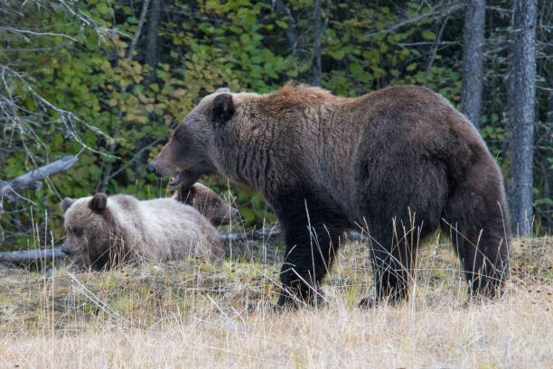 istock Female Grizzly bear with cubs in Canada 1421704626