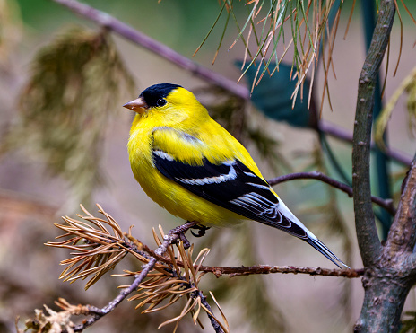 American Goldfinch male close-up side view, perched on a branch with a blur forest background in its environment and habitat surrounding and displaying its yellow feather plumage. Finch Photo and Image.