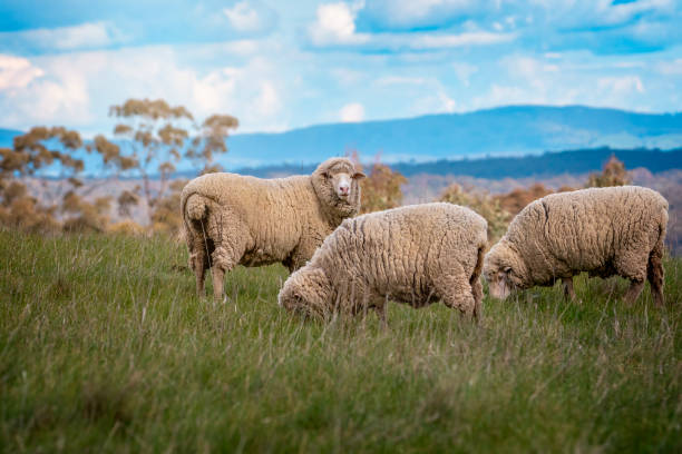 a sheep eating grass on the farm field.