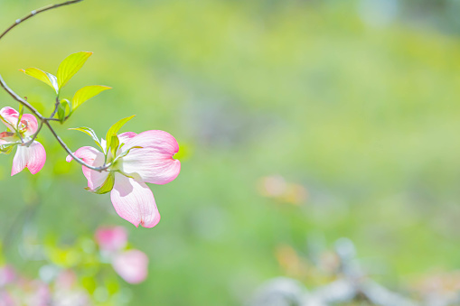 cornejo en flor, flor de color rosa en el jardín photo