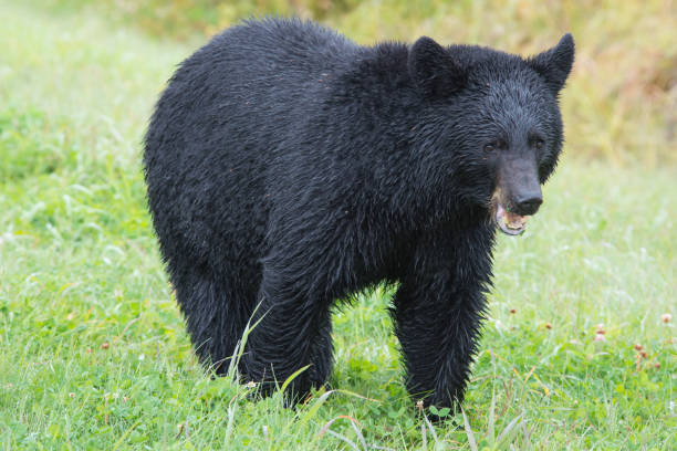 istock Black bear eating grass in Northern British Columbia, Canada 1421711984