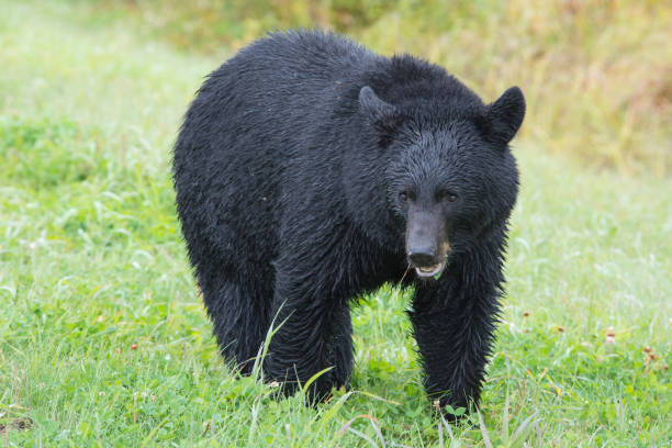 istock Black bear eating grass in Northern British Columbia, Canada 1421712003