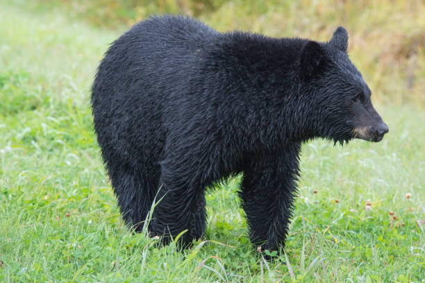 istock Black bear eating grass in Northern British Columbia, Canada 1421712009