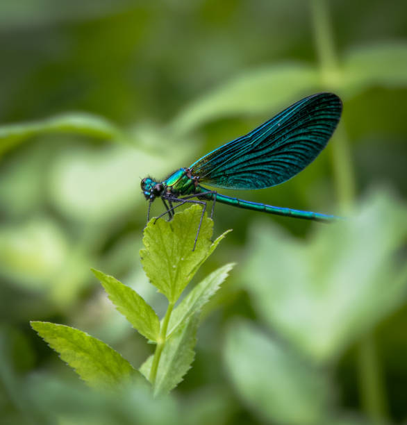 Beautiful Demoiselle damselfly