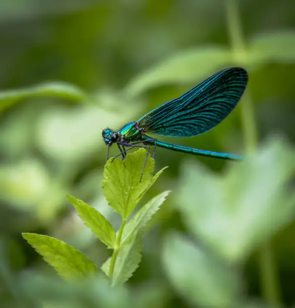 Photo of Beautiful Demoiselle damselfly