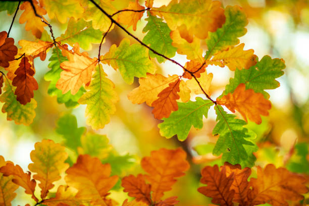 Close up autumn time shiny leaves