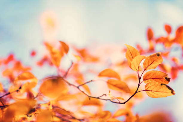 Tree leaves in autumn. Sunny golden background
