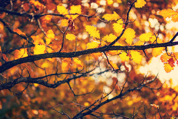 Tree leaves in autumn. Sunny golden background