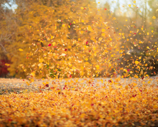 istock Fallen colorful autumn leaves 1421718674