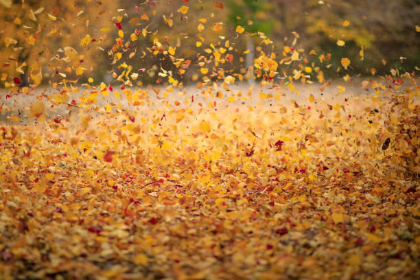 istock Fallen colorful autumn leaves 1421718716