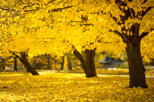 Multicolored autumn tree in the park