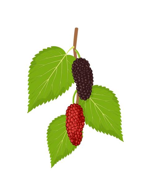 ilustraciones, imágenes clip art, dibujos animados e iconos de stock de mulberry - blackberry fruit mulberry isolated