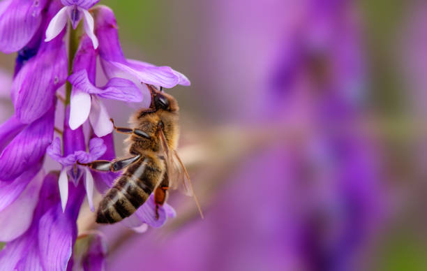 istock Bee collects nectar and pollen on a blue flower. 1421723034