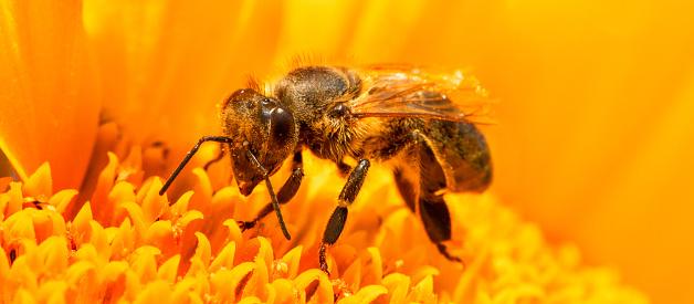 Bee flying over the yellow flower in blur background