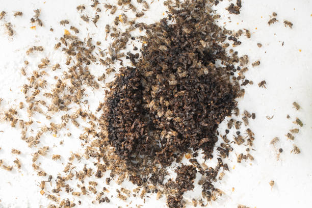 istock Dead bees on a white background. Dead insects from the hive. 1421723088