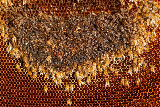 désordre de la colonie d’abeilles. abeilles mortes sur des peignes vides. - colony swarm of insects pest animal photos et images de collection