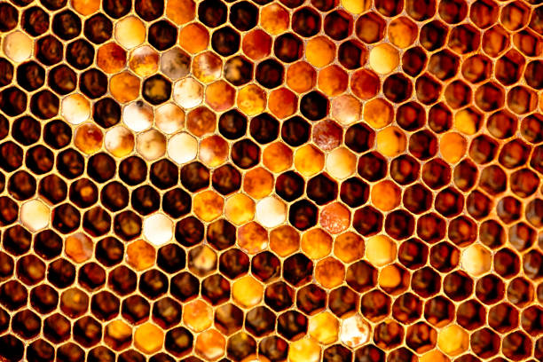 Honeycomb with pollen, high quality golden texture. Abstract natural background. protein food for bees that stimulates the work of the queen.