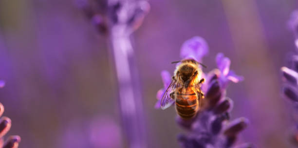 istock Honey bee collects nectar on a lavender flower. 1421723124