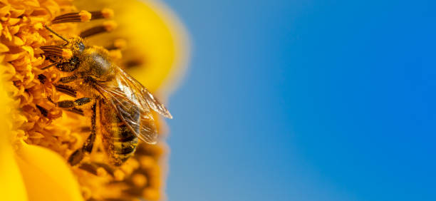 istock Bee and sunflower, selective focus. Macro. close-up 1421723127