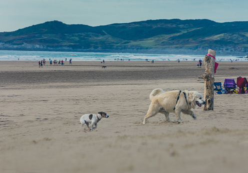 Two dogs are playing in the beach, running and follow each other in Woolacombe beach in North Devon, UK