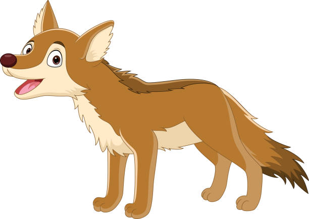 Coyote Cartoon Stock Photos, Pictures & Royalty-Free Images - iStock