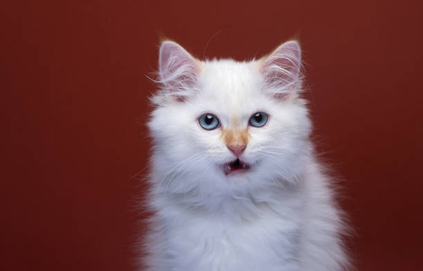 istock fluffy white kitten meowing portrait on red background 1421726914