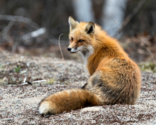 red fox fotomaterial. fox-bild. sitzen mit rückansicht zeigt fuchsschwanz, fell, in seiner umgebung und seinem lebensraum mit einem verschwommenen hintergrund im wald. porträt. - rotfuchs stock-fotos und bilder