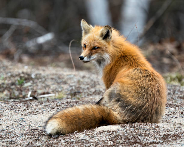 Red Fox Photo Stock. Fox Image. Sitting with back view displaying fox tail, fur, in its environment and habitat with a blur background in the forest. Portrait. Red fox sitting with back view displaying fox tail, fur, in its environment and habitat with a blur background in the forest. Fox Image. Picture. Portrait. Photo. red fox stock pictures, royalty-free photos & images