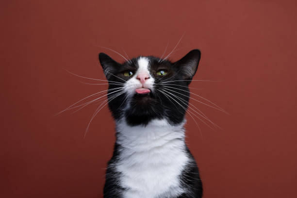 istock tuxedo cat making silly face sticking out tongue 1421727240