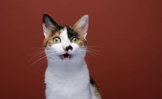 istock white calico cat making funny face meowing 1421727381