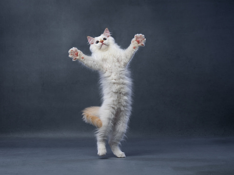 fluffy white siberian kitten playing jumping up on gray background with copy space
