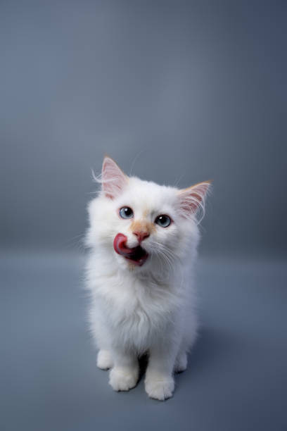 istock cute white fluffy kitten licking lips portrait 1421728703