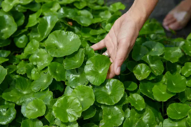 Woman hand holding water pennywort leaf in vegetable garden