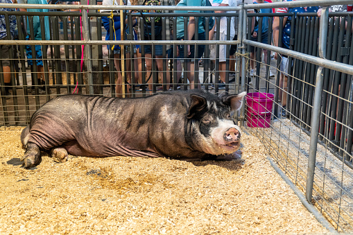 St. Paul, Minnesota - September 3, 2022: Largest Boar pig, a Berkshire, at the Swine Barn at the Minnesota State Fair
