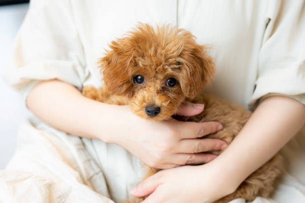 istock pet poodle dog family 1421732689