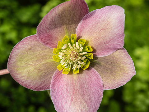 Close up of purple Lenton rose