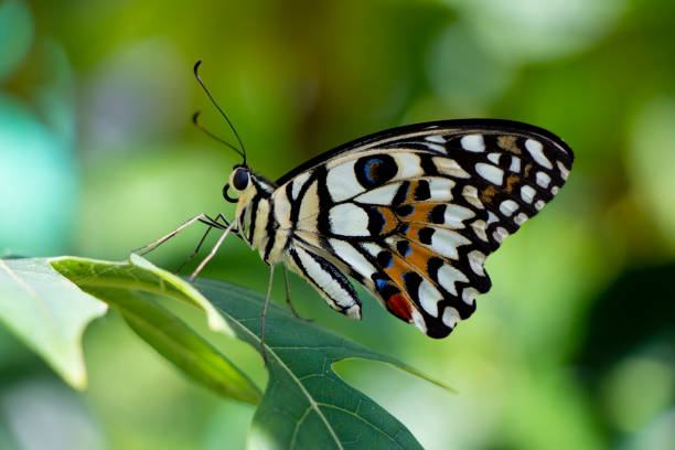 istock Butterfly in the Dominican Republic 1421737887