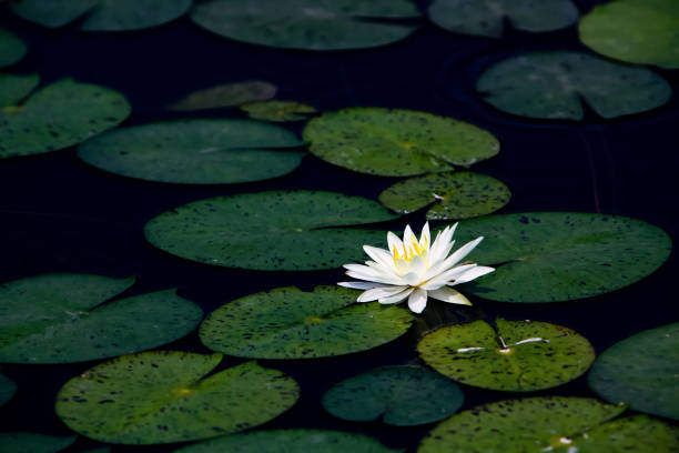 lotus вода lily - lotus root фотографии стоковые фото и изображения