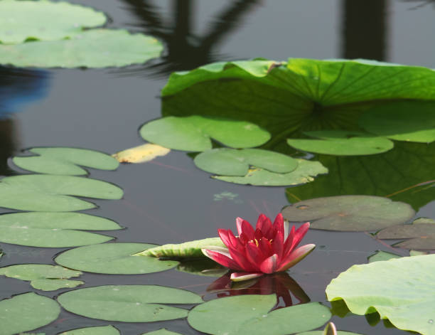 istock lotus water lily 1421738993