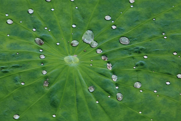 Surface Tension Of Water On A Leaf
