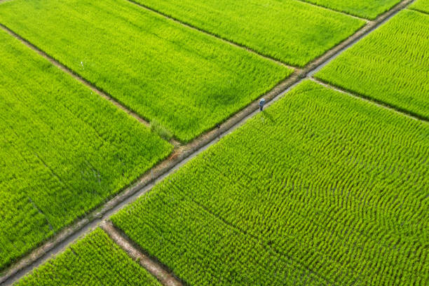 istock Beautiful rectangle green Paddy Rice Field from Drone view, Thailand. 1421739095