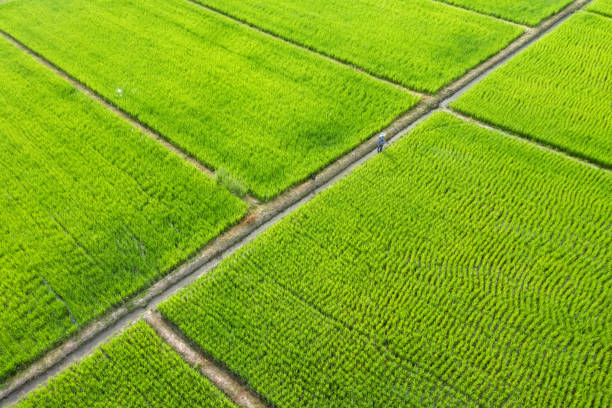 istock Beautiful rectangle green Paddy Rice Field from Drone view, Thailand. 1421739097