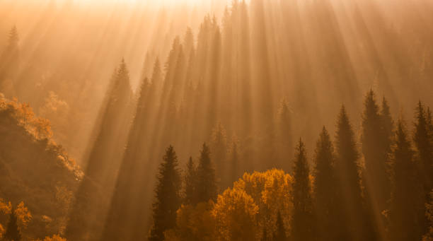 istock Rays of light and mixed autumn forest in the mountains 1421744211
